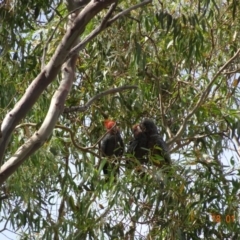 Callocephalon fimbriatum at Hughes, ACT - suppressed