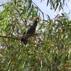 Callocephalon fimbriatum at Hughes, ACT - 18 Jan 2019