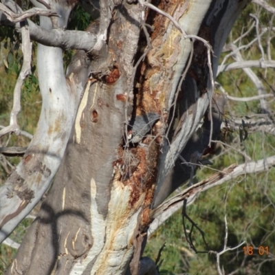 Callocephalon fimbriatum (Gang-gang Cockatoo) at GG401 - 17 Jan 2019 by TomT