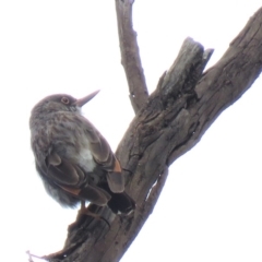 Daphoenositta chrysoptera (Varied Sittella) at Stony Creek Nature Reserve - 18 Jan 2019 by KumikoCallaway