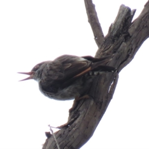 Daphoenositta chrysoptera at Carwoola, NSW - 19 Jan 2019 09:43 AM