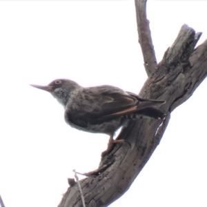 Daphoenositta chrysoptera at Carwoola, NSW - 19 Jan 2019