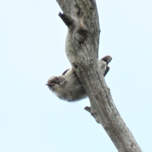 Daphoenositta chrysoptera at Carwoola, NSW - 19 Jan 2019 09:43 AM