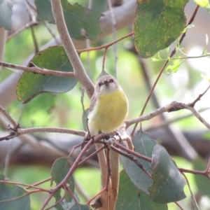 Gerygone olivacea at Carwoola, NSW - 19 Jan 2019 10:13 AM