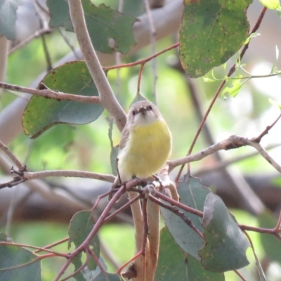 Gerygone olivacea (White-throated Gerygone) at Stony Creek Nature Reserve - 18 Jan 2019 by KumikoCallaway
