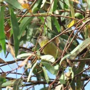 Gerygone olivacea at Carwoola, NSW - 19 Jan 2019 10:13 AM