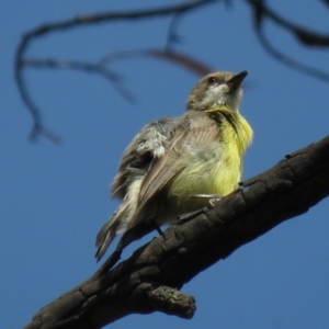 Gerygone olivacea at Carwoola, NSW - 19 Jan 2019 10:13 AM