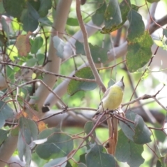 Gerygone olivacea at Carwoola, NSW - 19 Jan 2019 10:13 AM