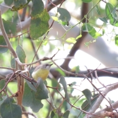 Gerygone olivacea at Carwoola, NSW - 19 Jan 2019 10:13 AM