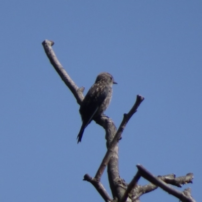 Artamus cyanopterus (Dusky Woodswallow) at Parkes, ACT - 14 Jan 2019 by JanetRussell