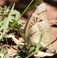 Junonia villida (Meadow Argus) at Aranda, ACT - 19 Jan 2019 by KMcCue