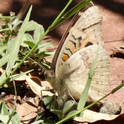 Junonia villida (Meadow Argus) at Aranda, ACT - 19 Jan 2019 by KMcCue