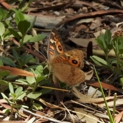 Junonia villida at Aranda, ACT - 19 Jan 2019