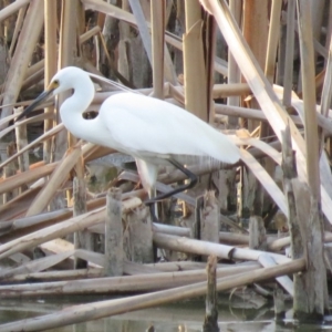 Egretta garzetta at Fyshwick, ACT - 15 Jan 2019 07:54 PM