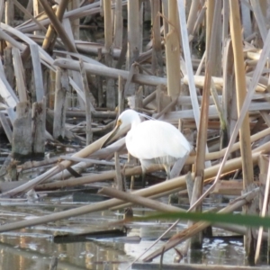 Egretta garzetta at Fyshwick, ACT - 15 Jan 2019 07:54 PM