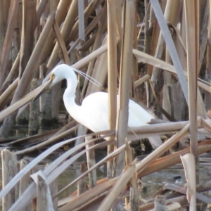 Egretta garzetta at Fyshwick, ACT - 15 Jan 2019 07:54 PM