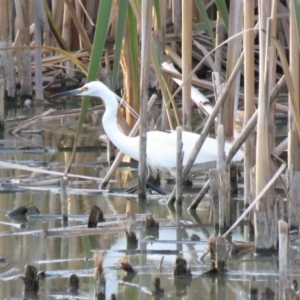 Egretta garzetta at Fyshwick, ACT - 15 Jan 2019 07:54 PM