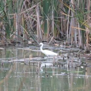 Egretta garzetta at Fyshwick, ACT - 15 Jan 2019 07:54 PM