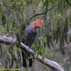 Callocephalon fimbriatum at Deakin, ACT - suppressed