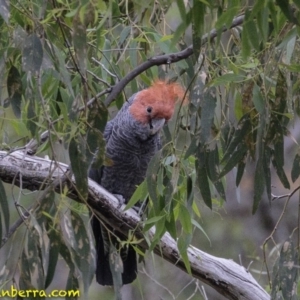 Callocephalon fimbriatum at Deakin, ACT - suppressed