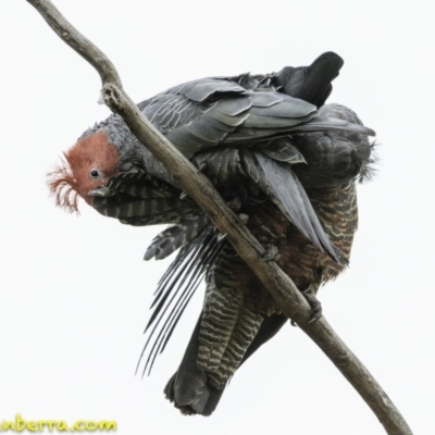 Callocephalon fimbriatum (Gang-gang Cockatoo) at Deakin, ACT - 19 Jan 2019 by BIrdsinCanberra