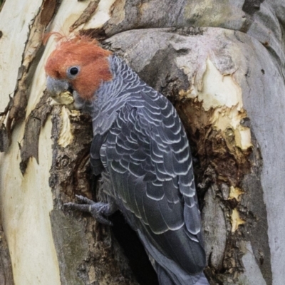 Callocephalon fimbriatum (Gang-gang Cockatoo) at Deakin, ACT - 19 Jan 2019 by BIrdsinCanberra