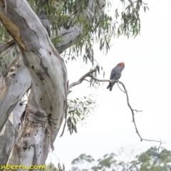 Callocephalon fimbriatum at Deakin, ACT - 19 Jan 2019