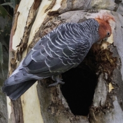 Callocephalon fimbriatum at Deakin, ACT - 19 Jan 2019