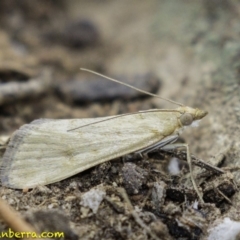 Achyra affinitalis (Cotton Web Spinner, Pyraustinae) at Hughes, ACT - 19 Jan 2019 by JonSteinbeck