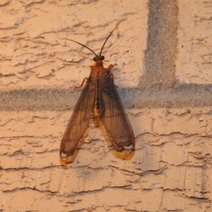 Nymphes myrmeleonoides at Wanniassa, ACT - 18 Jan 2019