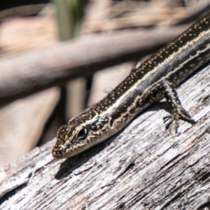 Pseudemoia spenceri at Mount Clear, ACT - 10 Jan 2019 12:37 PM