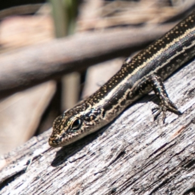 Pseudemoia spenceri (Spencer's Skink) at Mount Clear, ACT - 10 Jan 2019 by SWishart