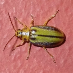 Xanthogaleruca luteola (Elm leaf beetle) at Ainslie, ACT - 18 Jan 2019 by jbromilow50