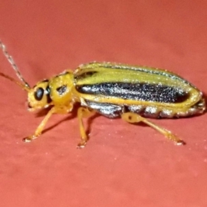 Xanthogaleruca luteola at Ainslie, ACT - 18 Jan 2019