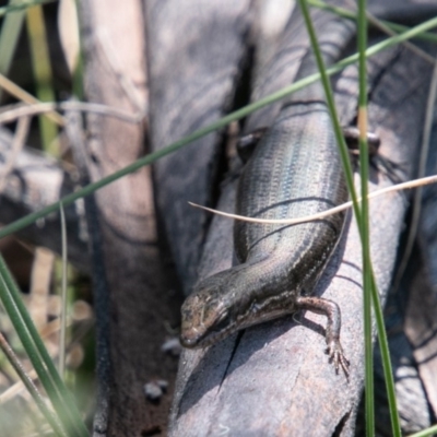 Pseudemoia entrecasteauxii (Woodland Tussock-skink) at Booth, ACT - 10 Jan 2019 by SWishart