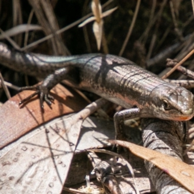 Pseudemoia entrecasteauxii (Woodland Tussock-skink) at Booth, ACT - 10 Jan 2019 by SWishart