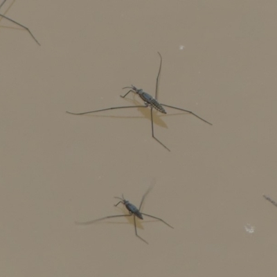 Aquarius antigone (Water strider, pond skater) at Stromlo, ACT - 19 Jan 2019 by SandraH