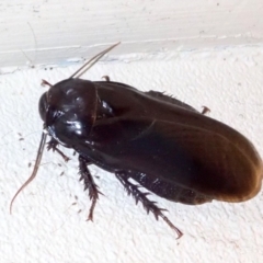 Panesthia australis (Common wood cockroach) at Ainslie, ACT - 18 Jan 2019 by jb2602