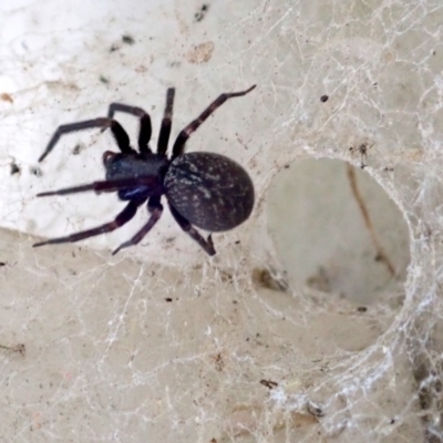 Badumna insignis (Black House Spider) at Ainslie, ACT - 18 Jan 2019 by jb2602