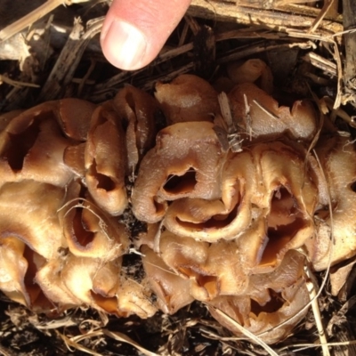 Unverified Fungus at Tanja, NSW - 21 Aug 2018 by RojanJareem