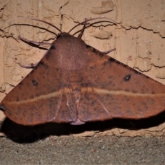 Oenochroma vinaria (Pink-bellied Moth, Hakea Wine Moth) at Wanniassa, ACT - 19 Jan 2019 by JohnBundock