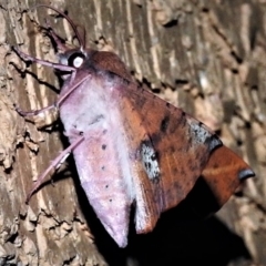 Oenochroma vinaria at Wanniassa, ACT - 19 Jan 2019 09:31 PM