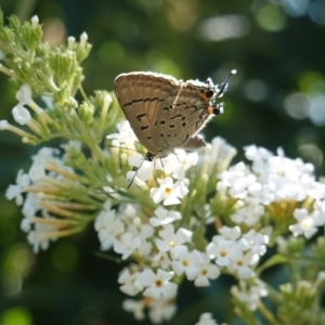 Jalmenus ictinus at Hughes, ACT - 19 Jan 2019