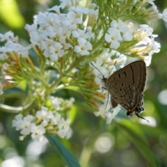 Jalmenus ictinus at Hughes, ACT - 19 Jan 2019