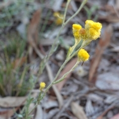 Chrysocephalum apiculatum at Hughes, ACT - 19 Jan 2019 07:50 PM