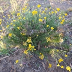 Chrysocephalum semipapposum (Clustered Everlasting) at Hughes, ACT - 19 Jan 2019 by JackyF