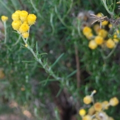 Chrysocephalum semipapposum at Hughes, ACT - 19 Jan 2019