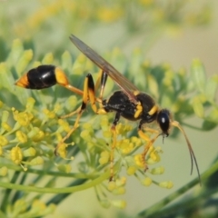 Sceliphron laetum (Common mud dauber wasp) at Paddys River, ACT - 19 Jan 2019 by MichaelBedingfield