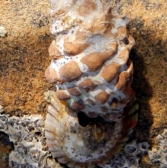 Unidentified Sea Snail or Limpet (Gastropoda) at Eden, NSW - 20 Sep 2013 by Seadragon
