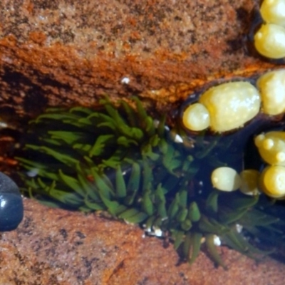 Aulactinia veratra (Anemone) at Eden, NSW - 21 Sep 2013 by Seadragon